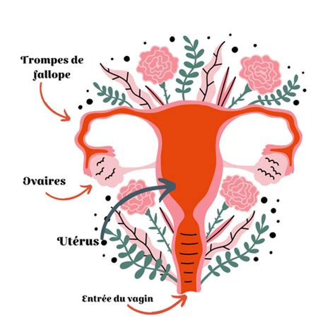 Diagramme illustrant la différence entre la vulve et le vagin