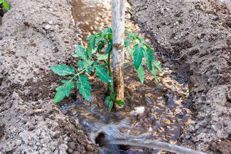 Arrosage au pied de jeunes plants de tomates avec un arrosoir