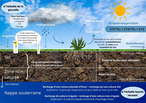 Infographie comparant l'efficacité hydrique entre l'arrosage de surface et l'irrigation enterrée