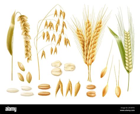 Infographie illustrant la diversité des épis et grains de céréales anciennes