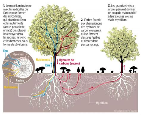 schéma explicatif du réseau mycélien souterrain reliant les arbres et les champignons