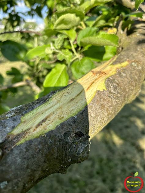 Schéma illustrant les zones de coupe et l'application de mastic sur un chancre de figuier