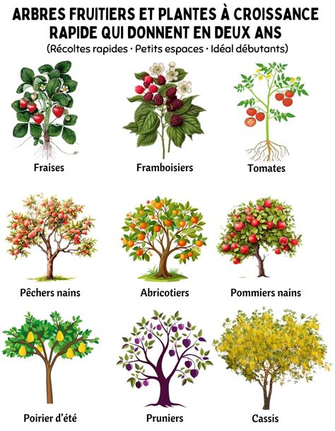 Schéma comparatif de la croissance des arbres fruitiers nains et traditionnels