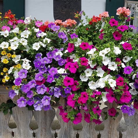 Variétés de fleurs pour jardinières
