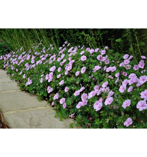 Geranium sanguineum 'Pink Pouffe' en fleurs