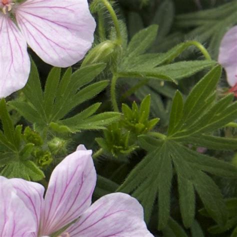 Gros plan sur les fleurs roses du Geranium 'Pink Pouffe'