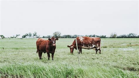 Image d'un champ verdoyant avec des vaches Comtoises