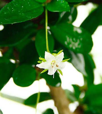 Bonsaï Carmona en fleurs
