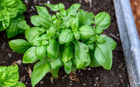 Plan de basilic vibrant dans un jardin potager ensoleillé