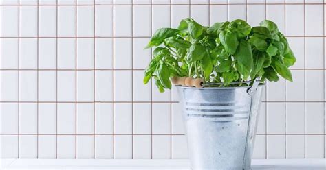 Pots de basilic sur un balcon urbain avec système de drainage