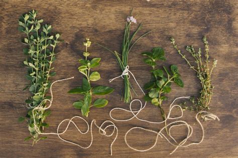 Schéma de conservation des herbes aromatiques : séchage vs congélation