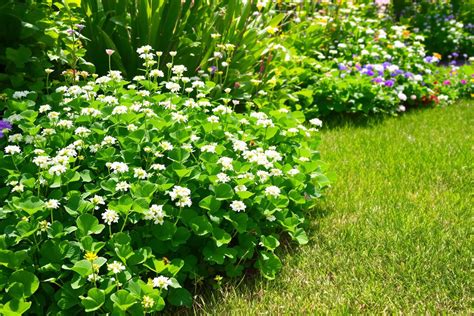 Illustration montrant une pelouse fleurie avec du trèfle et des marguerites pour renforcer la biodiversité