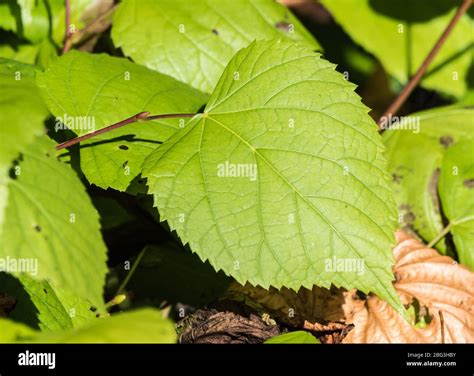 Gros plan sur les feuilles dentelées et les teintes pourpres d'un Hydrangea serrata
