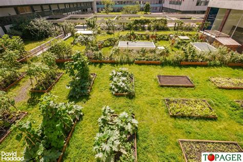 Vue d'ensemble d'un potager urbain pédagogique et diversifié