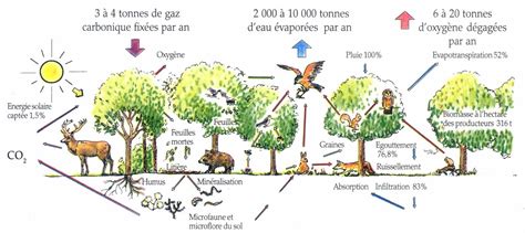 schéma d'un écosystème de verger avec sa faune et sa flore