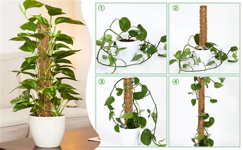 Schéma illustrant l'installation d'un tuteur en coco dans un pot de plante grimpante
