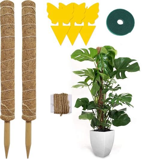 Comparaison visuelle entre un Monstera sans support et un Monstera sur tuteur coco