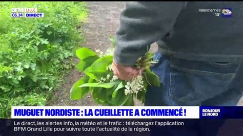 infographie sur les règles de cueillette du muguet (quantité, arrachage, autorisation)