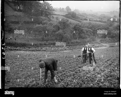 ouvriers agricoles cueillant du muguet dans un champ