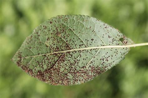 feuilles de prunier avec des taches violacées