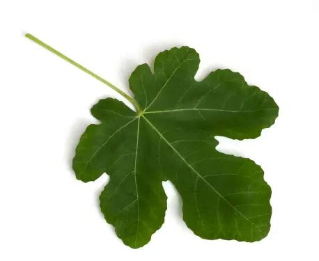 Gros plan sur une feuille de figuier verte avec des lobes profonds