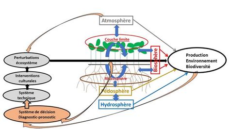 Schéma illustrant les interactions sol-plante-microbiote dans un agroécosystème sain