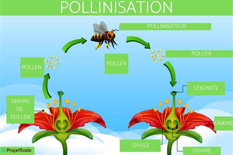 Schéma illustrant la pollinisation du lierre par les abeilles