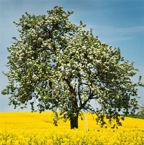 Représentation artistique de la graine de moutarde devenant un grand arbre