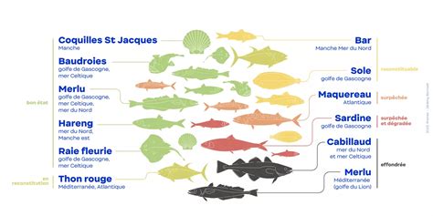 Infographie montrant la progression de la rareté des poissons et leurs besoins en aquarium