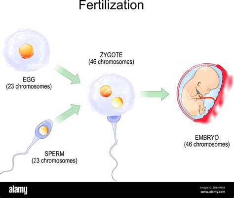 Illustration des étapes de fertilisation printanière