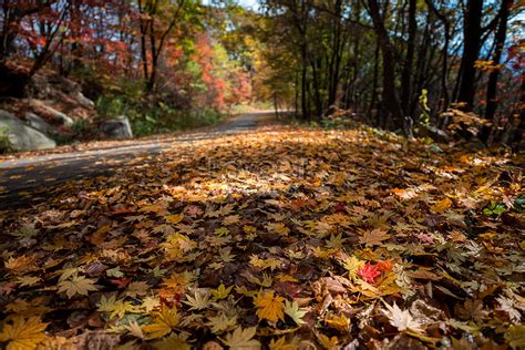 Un jardin automnal couvert de feuilles mortes prêtes à être ramassées