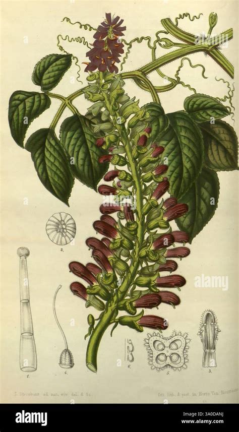 Illustration botanique de la Fumeterre grimpante montrant ses vrilles et ses fleurs tubulaires