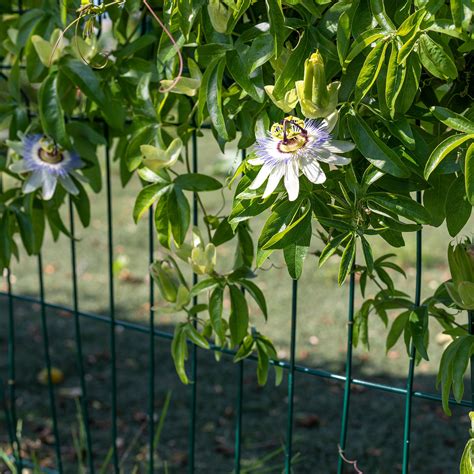 Schéma montrant l'emplacement idéal pour la croissance de la Fumeterre grimpante au jardin