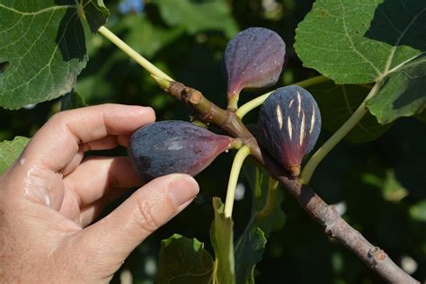 Un figuier chargé de fruits mûrs sous le soleil estival