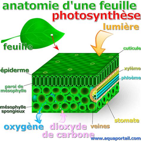 Schéma de la photosynthèse dans une feuille d'arbre