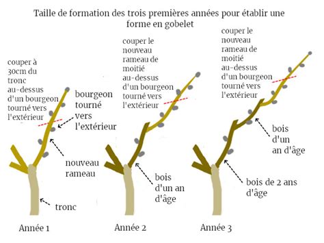 Diagramme illustrant la taille de formation d'un jeune arbre fruitier en pyramide