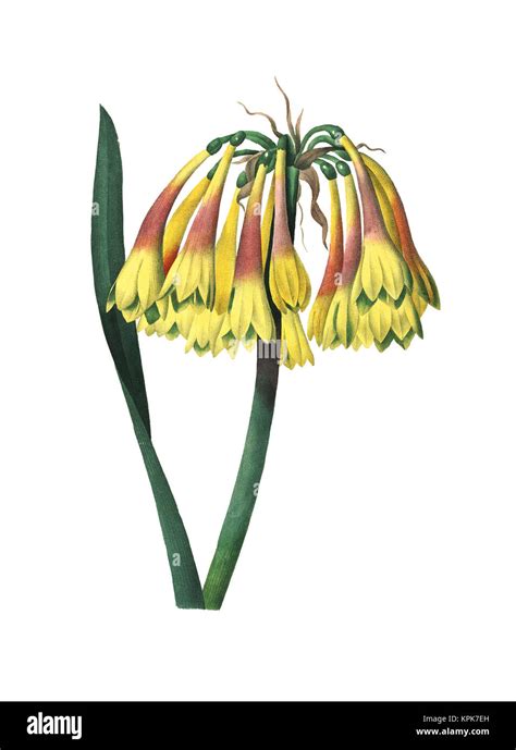 Illustration d'un Cyrtanthus en fleur