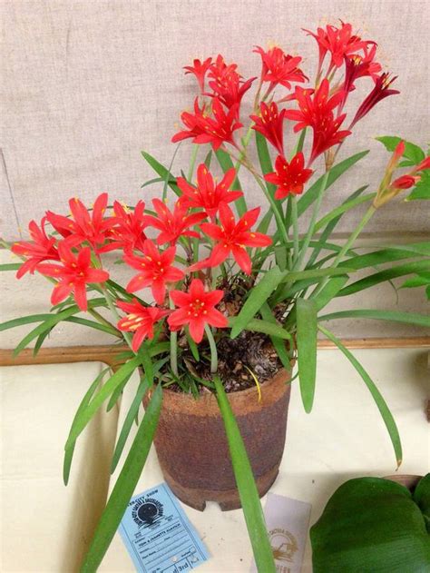 Cyrtanthus elatus en pot