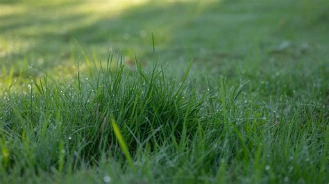 Une pelouse dense et verdoyante en automne