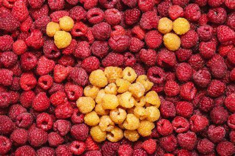 comparaison des framboises rouges et framboises jaunes