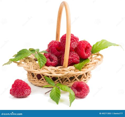récolte de framboises dans un panier en osier