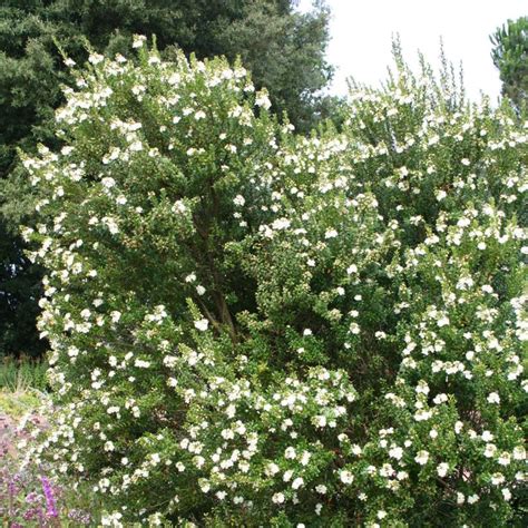 Myrte de Tarente en fleur