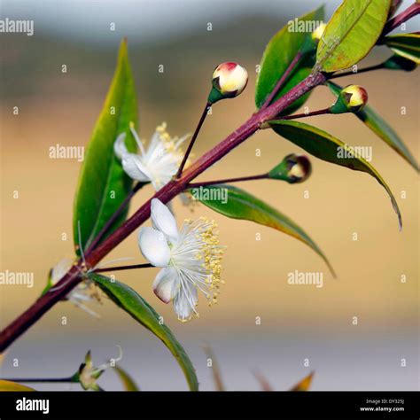 Feuilles et fleurs de Myrtus communis subsp. tarentina