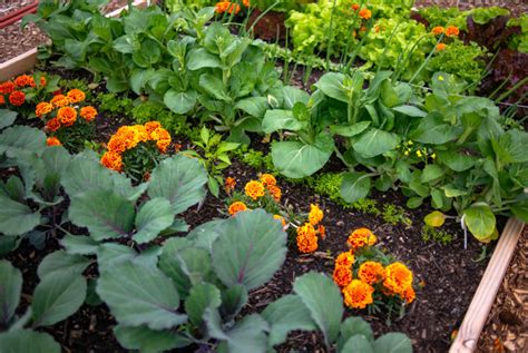 fleurs compagnes pour le potager