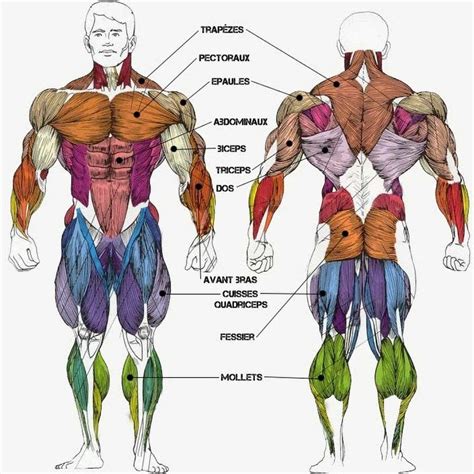 Schéma montrant les groupes musculaires sollicités par l'escalade