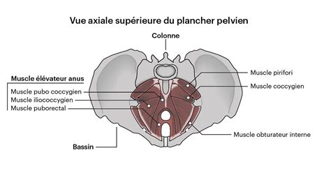 Schéma anatomique des muscles du plancher pelvien et du système reproducteur masculin