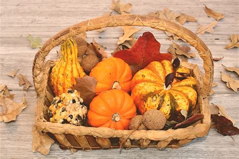 Photo de coloquintes séchées disposées dans un panier décoratif