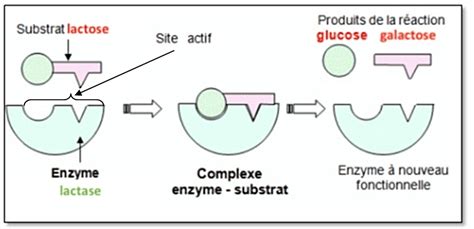 Schéma expliquant les conditions optimales de stockage au réfrigérateur