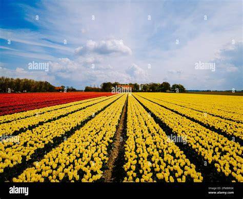 Champ de tulipes colorées au printemps