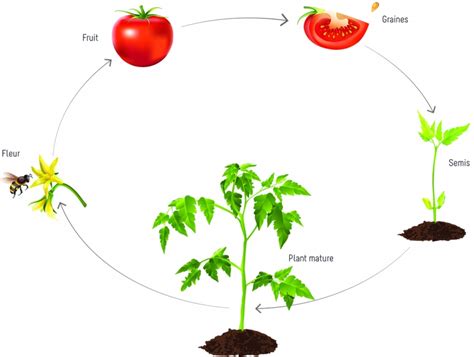 Schéma illustrant le cycle de vie de la tomate, du semis à la récolte